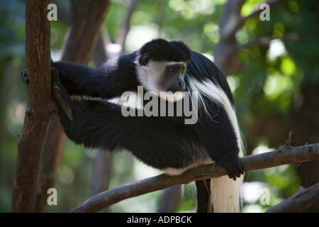 Battle Creek dans le Michigan un singe colobus dans la pièce lors de l'Afrique sauvage Binder Park Zoo Banque D'Images