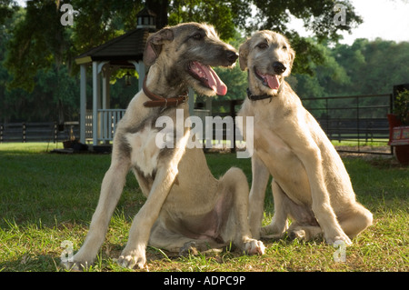 4 mois chiots Irish Wolfhound Banque D'Images