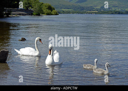 Une famille de cygnes avec deux paquets sur le Loch Lomond Banque D'Images