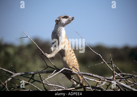 Meerkat sur service de sentinelle, Kalahari Desert, Northern Cape, Afrique du Sud Banque D'Images