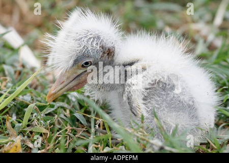 Une Aigrette garzette chick condamné parce qu'il est tombé hors de son nid Banque D'Images