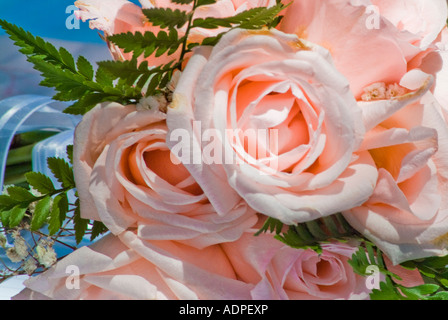 Grappe de roses rose Banque D'Images