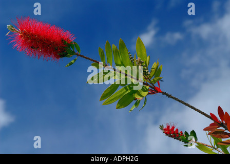 Brosse à bouteille rouge flower against a blue sky Banque D'Images