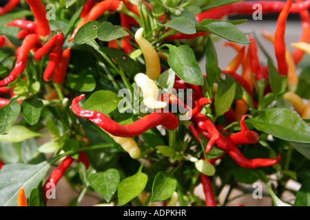 Chili Peppers growing in a green house au Royaume-Uni Banque D'Images