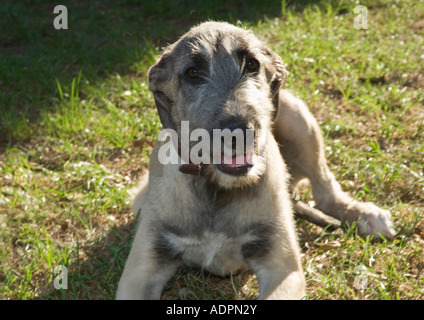 4 mois chiots Irish Wolfhound Banque D'Images