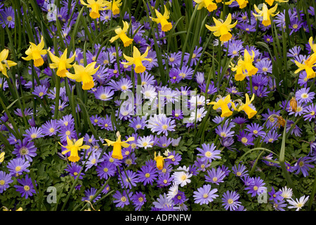 Les jonquilles naines et Anemone blanda en bordure de jardin formant un beau printemps mélange Kew Banque D'Images