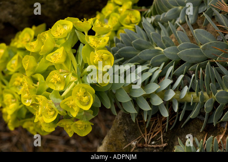 Une montagne l'euphorbe ésule (Euphorbia myrsinites) close-up, Grèce, Europe Banque D'Images