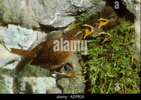 Wren oiseaux nourrir les jeunes au nid de mousse Banque D'Images