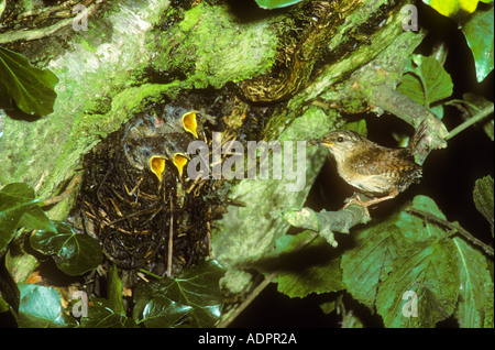 Nourrir les jeunes oiseaux dans Wren nest Banque D'Images