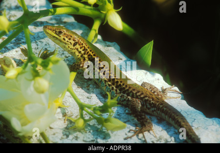 Lézard des murailles des Balkans Banque D'Images