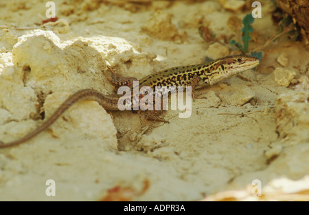 Lézard des murailles des Balkans Banque D'Images