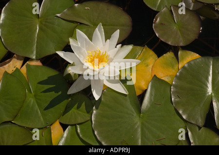 Nénuphar blanc (Nymphaea alba) close-up, Pays de Galles, Royaume-Uni Banque D'Images