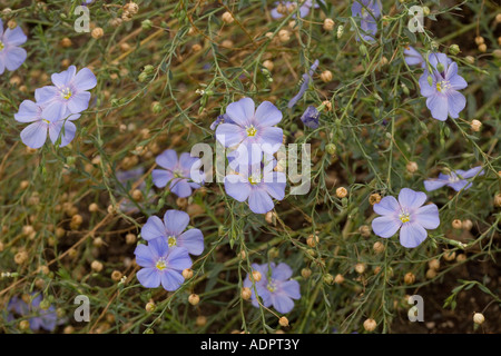 Lin vivace, Linum perenne, jardin Banque D'Images