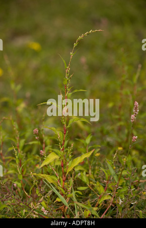 Poivre d'eau, persicaria hydropiper, Polygonum hydropiper sur les terres communes Dorset Banque D'Images