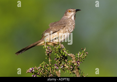 À bec courbe Thrasher Toxostoma curvirostre hot en butinant Guayacan Starr County Rio Grande Valley Texas USA Banque D'Images