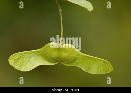 Domaine l'érable (Acer campestre) dans les fruits avec les fruits de l'hélicoptère, close-up Banque D'Images