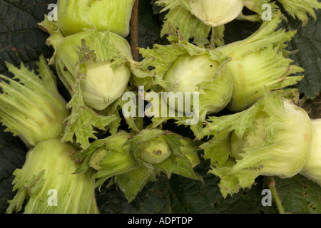 Le noisetier commun (Corylus avellana), noix, close-up Banque D'Images