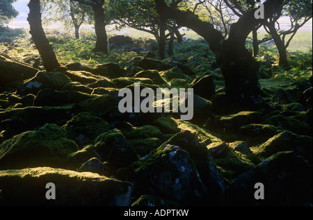 L'ancienne forêt de chênes près de Harlech, Nord du Pays de Galles UK Banque D'Images