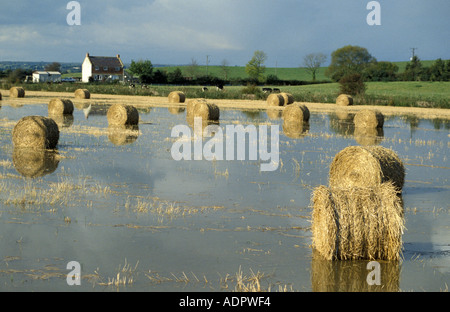 Hay bails dans champs inondés sur les niveaux de Somerset en Angleterre Banque D'Images