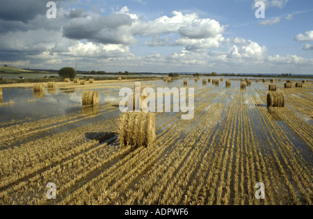 Hay bails dans champs inondés sur les niveaux de Somerset en Angleterre Banque D'Images