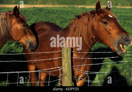 Suffolk punch chevaux, Hollesley Bay Stud, Suffolk, UK. Banque D'Images