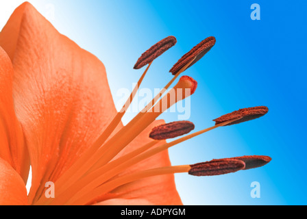 Fleur de Lys Orange Banque D'Images