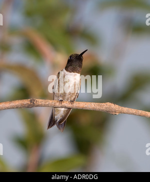 Un homme Ruby-Throated, Hummingbird Archilochus colubris, perché sur une branche. New York, USA. Banque D'Images