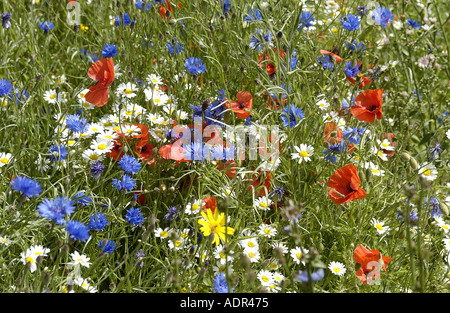 Wild Flower meadow Tatton Park Flower Show Cheshire England UK Banque D'Images