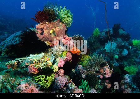 Les coraux et éponges colorées feather étoiles peuplent le récif à Coconut point Apo Island Marine Reserve aux Philippines Banque D'Images