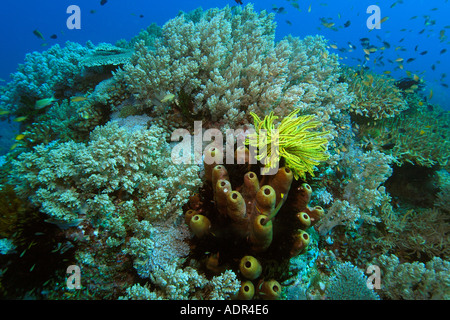 Tête de corail avec des coraux mous et durs feather stars d'éponges et de poissons de récif Rocky Point Apo island Philippines Banque D'Images