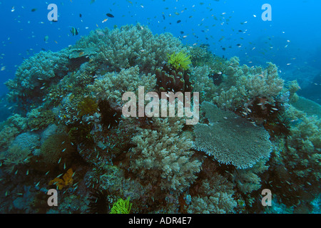 Tête de corail avec des coraux mous et durs feather stars d'éponges et de poissons de récif Rocky Point Apo island Philippines Banque D'Images