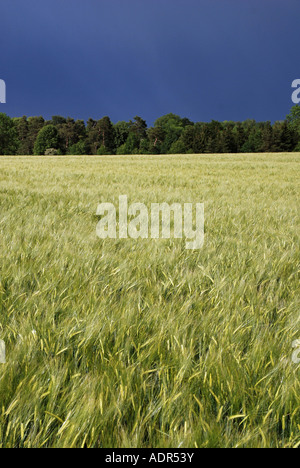 Orge à six rangs, l'orge (Hordeum vulgare), l'orge-champ dans une atmosphère orageuse, l'Allemagne, Bade-Wurtemberg, Schwaebische Banque D'Images