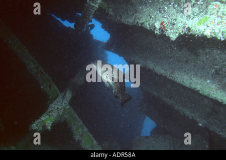 Mycteroperca bonaci mérou noir Abrolhos National Marine Sanctuary Bahia Brésil Atlantique Sud Banque D'Images