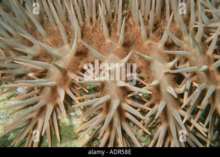 Couronne d'étoile de mer Acanthaster planci Chalenger Reef Coral Sea Australie Pacifique Sud Banque D'Images