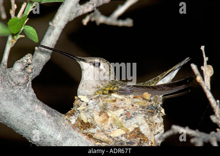 Colibri à gorge noire (Archilochus alexandri Tucson ARIZONA United States Avril femme adulte sur son nid Trochilidae Banque D'Images