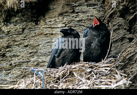 Grand Corbeau Corvus corax jeunes au nid Ekkeroy Norvège Juin 2001 Banque D'Images