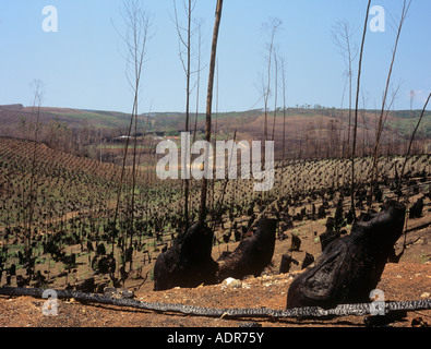 Taillis brûlées plantation d'Eucalyptus sp arbres Graskop Mpumalanga Afrique du Sud Banque D'Images