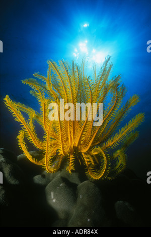 Un crinoïde tropical brillant siège sur un corail en utilisant ses bras articulés pour collecter le zooplancton qui passe sur un récif dans les Philippines. Banque D'Images