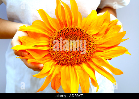 Sur les mains de tournesol (Helianthus annuus) Banque D'Images