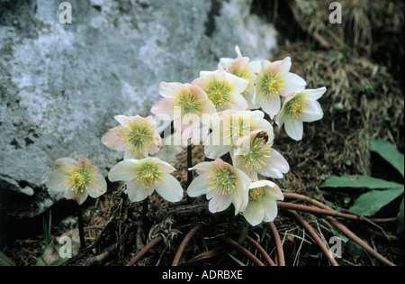 Hellebore Helleborus niger Roses neige noël rose Schneerose dans Karavanken Autriche Alpes Banque D'Images