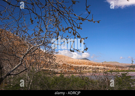 [Équateur Îles Galapagos] [Île Floreana] 'Punta Cormorant' 'palo santo' arbres, ciel bleu et paysage volcanique Banque D'Images