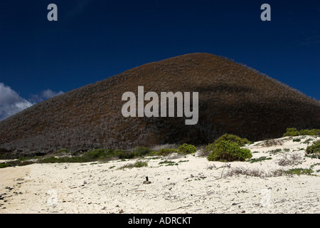 [Îles Galapagos] [Île Floreana Punta Cormorant] 'Farine' 'Beach' et paysage volcanique, Equateur, Amérique du Sud' Banque D'Images