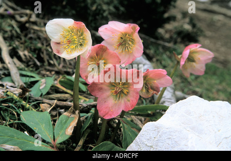 Hellebore Helleborus niger Roses neige noël rose Schneerose dans Karavanken Autriche Alpes Banque D'Images