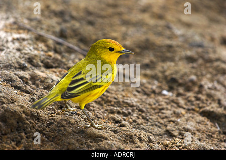 [Paruline jaune] [Dendroica petechia aureola], petits oiseaux qui se nourrissent de la masse, 'close up', Floreana, Galapagos Islands [], Équateur Banque D'Images