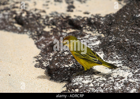 [Paruline jaune] [Dendroica petechia aureola] petit mâle sur la plage, îles Galapagos Floreana, [], Équateur, Amérique du Sud' Banque D'Images