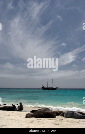 'Gardner Bay' [Espanola Island] [Îles Galapagos], 'Sea' lions sur plage, mer bleue et ciel nuageux, Equateur, Amérique du Sud' Banque D'Images