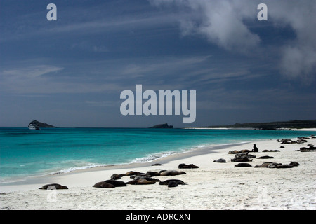 'Gardner Bay' [Espanola Island] [Îles Galapagos], belle plage de sable blanc et 'sea lion' colonie, Equateur, Amérique du Sud' Banque D'Images