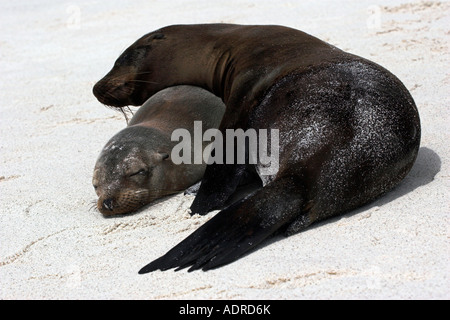 "Galapagos Lion' [Zalophus wollebaeki] mère et chiot dormir sur la plage de sable, l'île d'Espanola, [Îles Galapagos], Équateur Banque D'Images