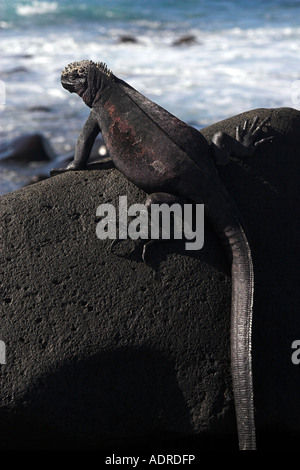 [Iguane marin] [Amblyrhynchus cristatus] bain de soleil sur la mer, la côte rocheuse de l'île Espanola [], [Îles Galapagos], Équateur Banque D'Images