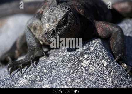 [Iguane marin] [Amblyrhynchus cristatus] Dormir dans soleil sur rock, 'close up', [Espanola Island], [Îles Galapagos], Équateur Banque D'Images